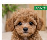 두부 강아지